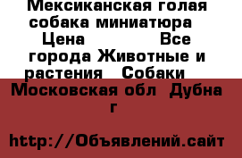 Мексиканская голая собака миниатюра › Цена ­ 53 000 - Все города Животные и растения » Собаки   . Московская обл.,Дубна г.